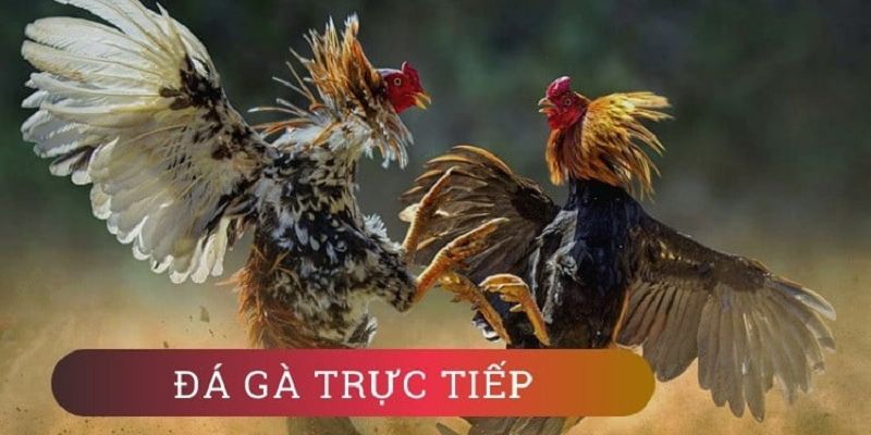 Trải nghiệm Đá Gà Thomo Tựa Game Hấp Dẫn Của Nhà Cái Loc789